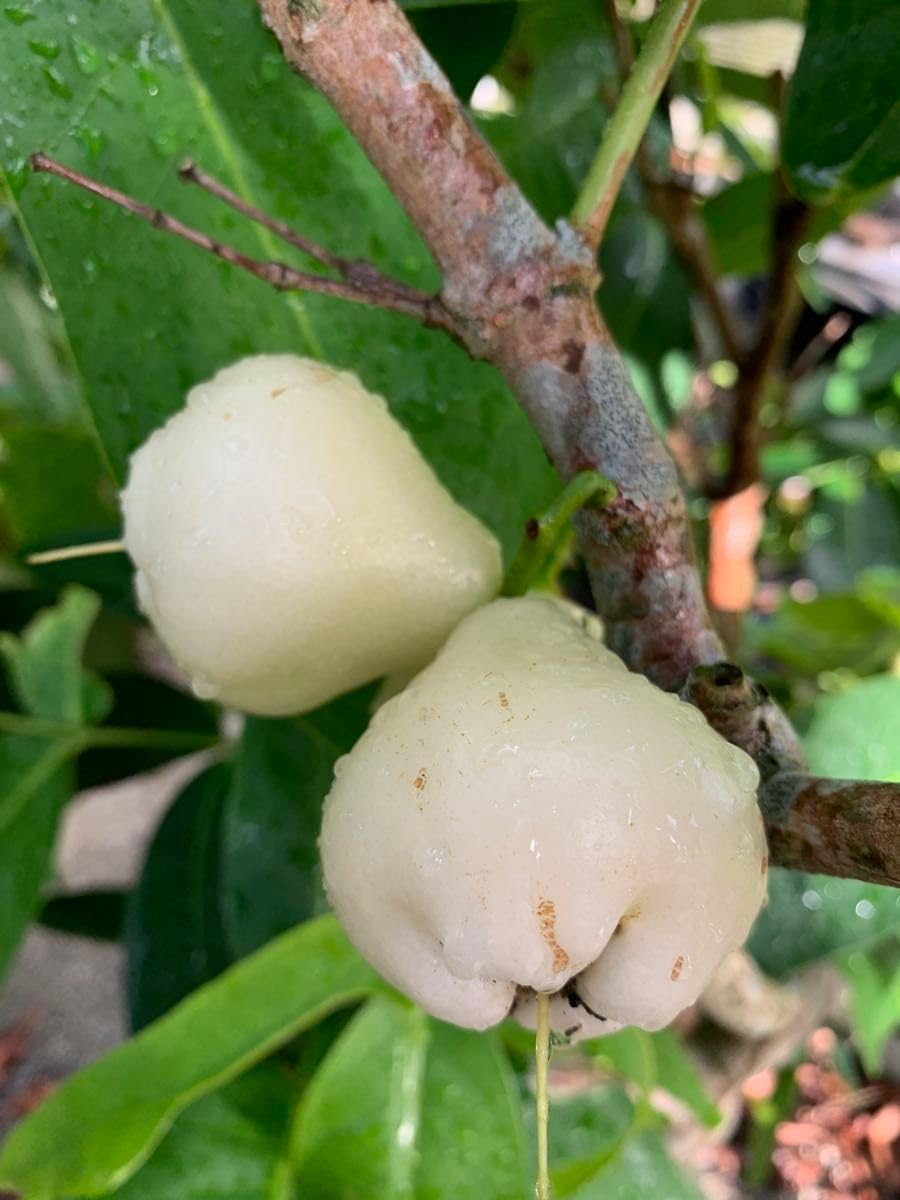 希少　特大　台湾白玉レンブ　取木苗木　蓮霧 そら様専用❤️ 実たくさん付き！超希少 特大 レンブ取木苗木 台湾白玉